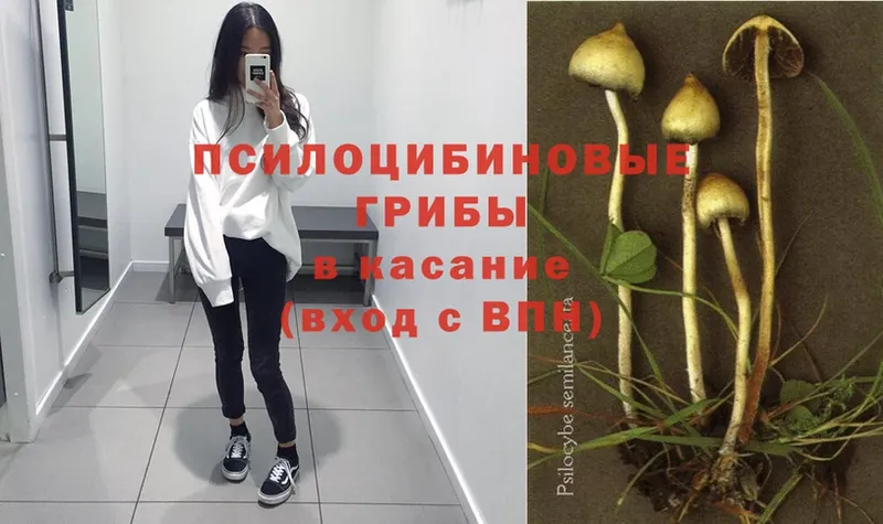 Псилоцибиновые грибы GOLDEN TEACHER  Бежецк 